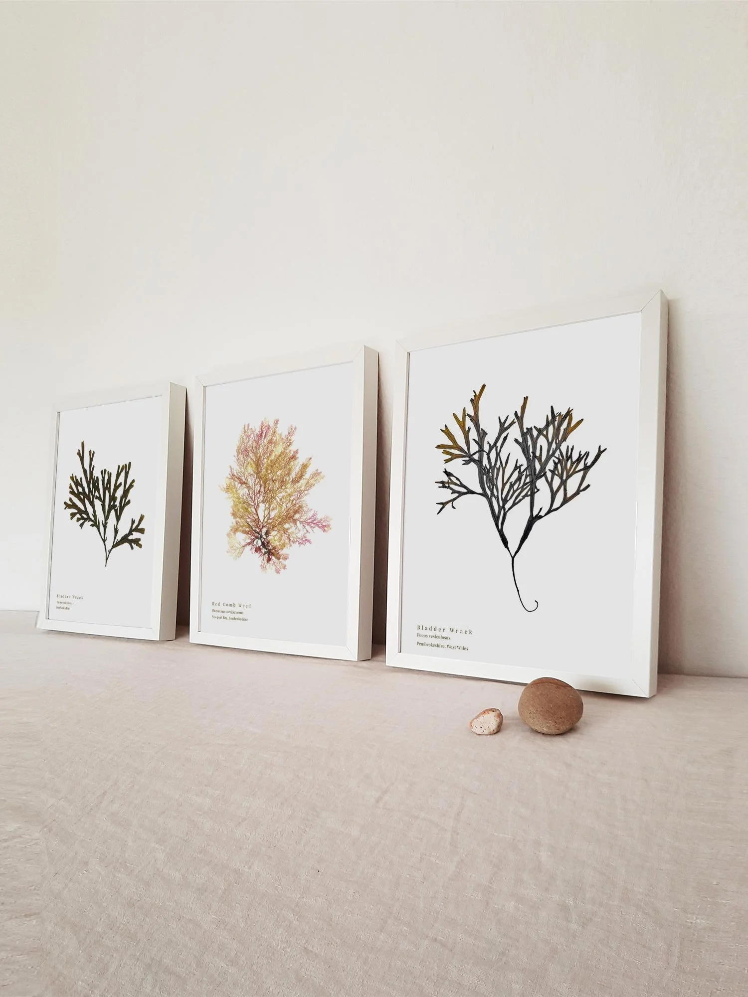 June 2026 best selling seaweed prints