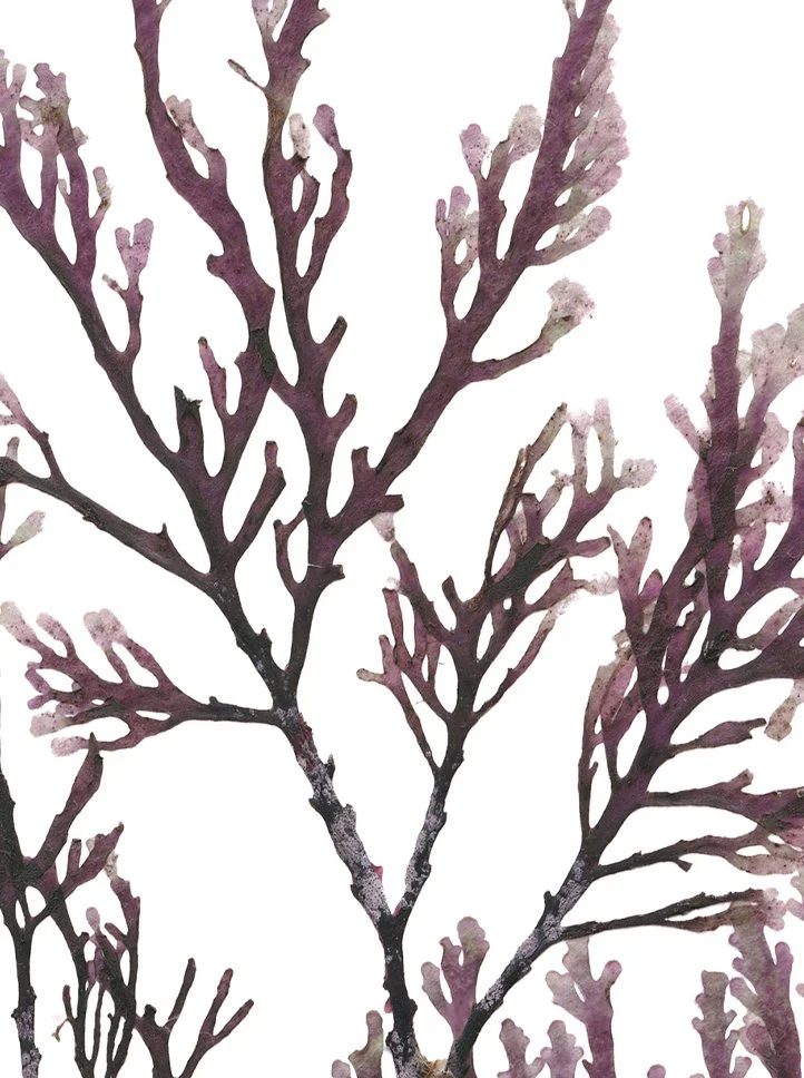Detail taken from the Pepper Dulse print.