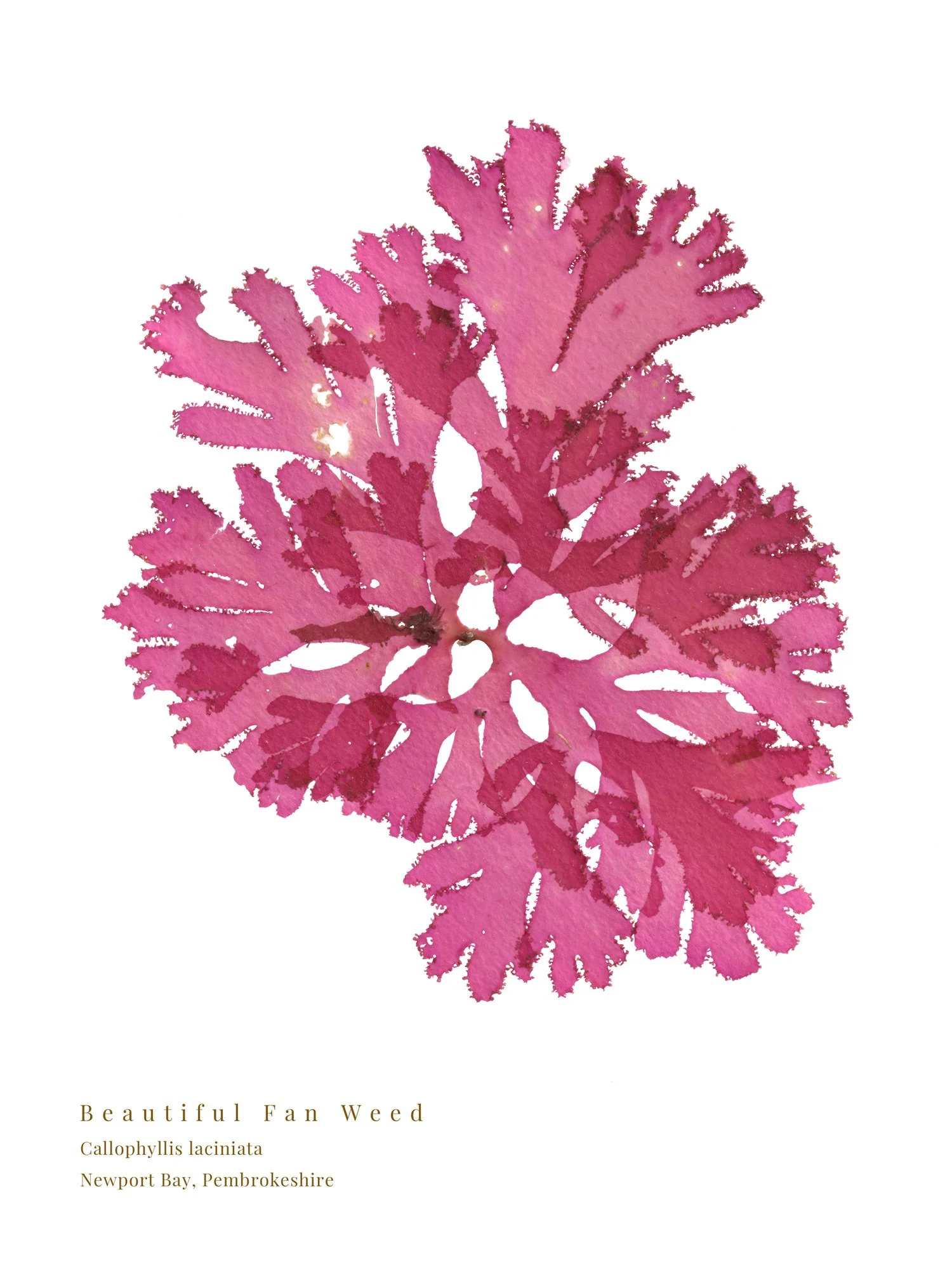Fine art print of a vivid pink Beautiful Fan Weed.