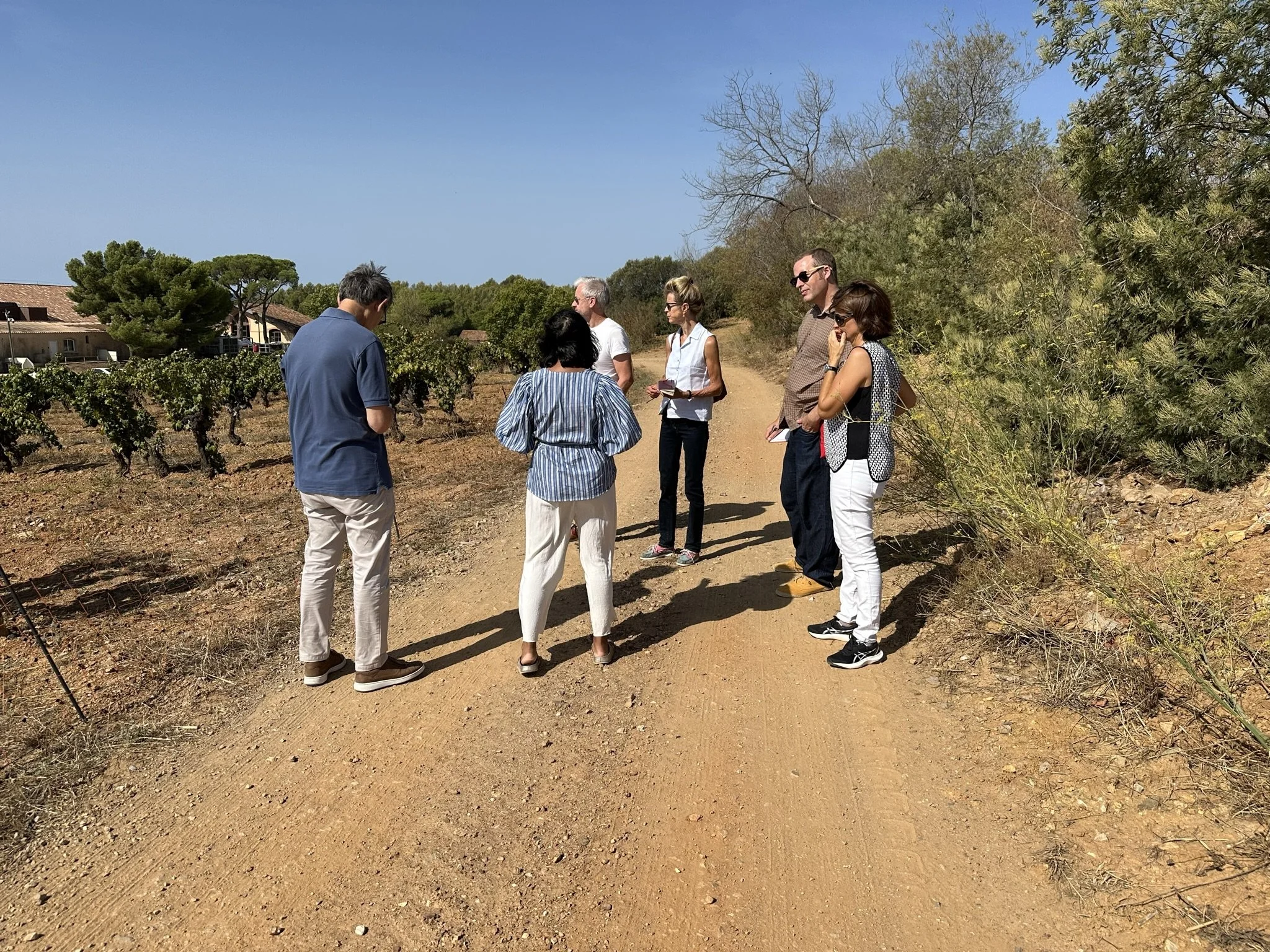 Exploring the Galoupet vineyards