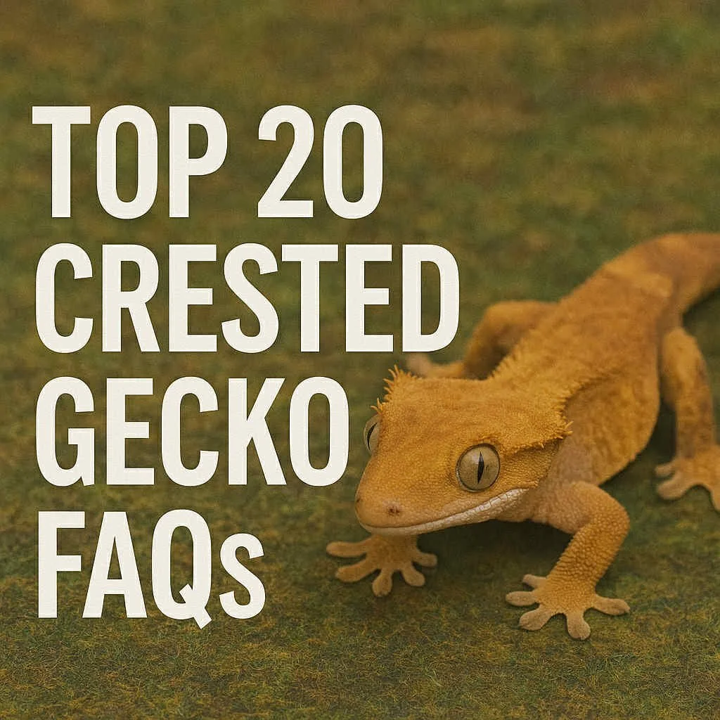 Top 20 Crested Gecko FAQs (part 1)