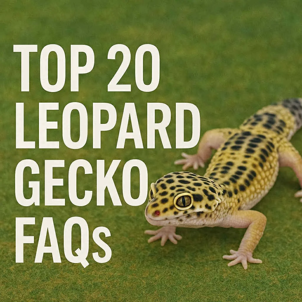 Top 20 Leopard Gecko FAQs (part 1)