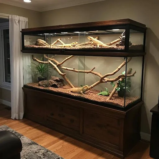 How to Choose the Perfect Large Reptile Enclosure