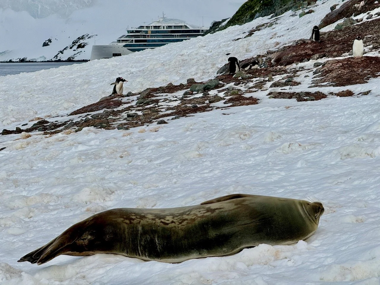 D’Hainaut Island - BT - 2.jpeg