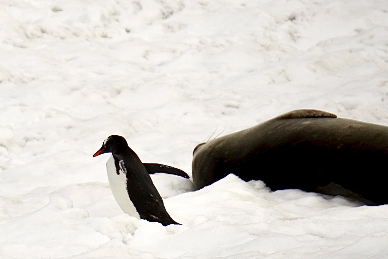 DHainaut Island Mikkelson Harbour - 80.jpeg