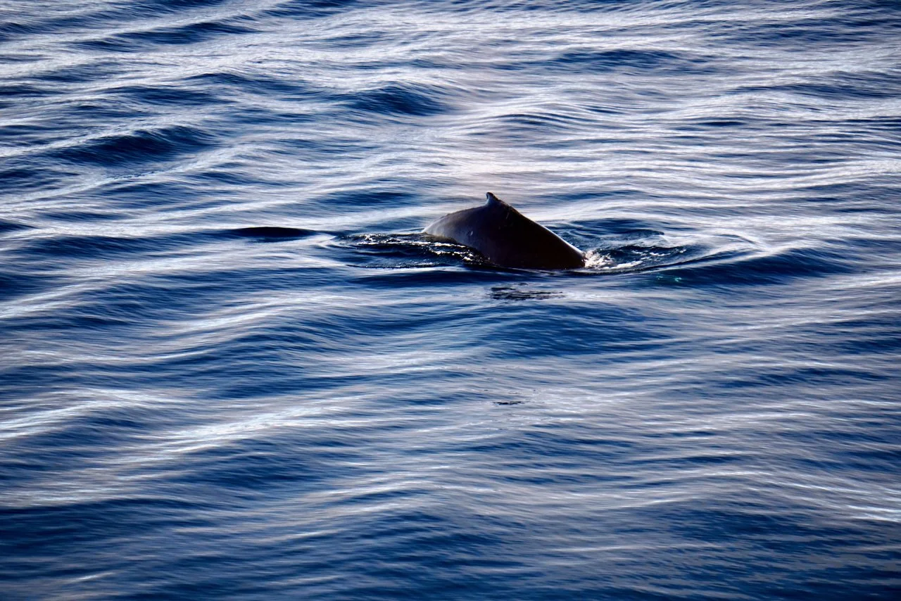 Elephant Island Sea Ice Humpback + Fin Whales - 75.jpeg