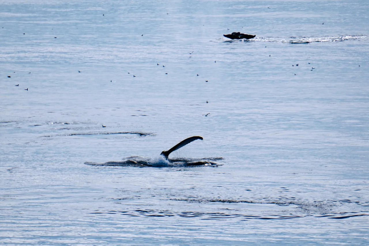 Elephant Island Sea Ice Humpback + Fin Whales - 114.jpeg