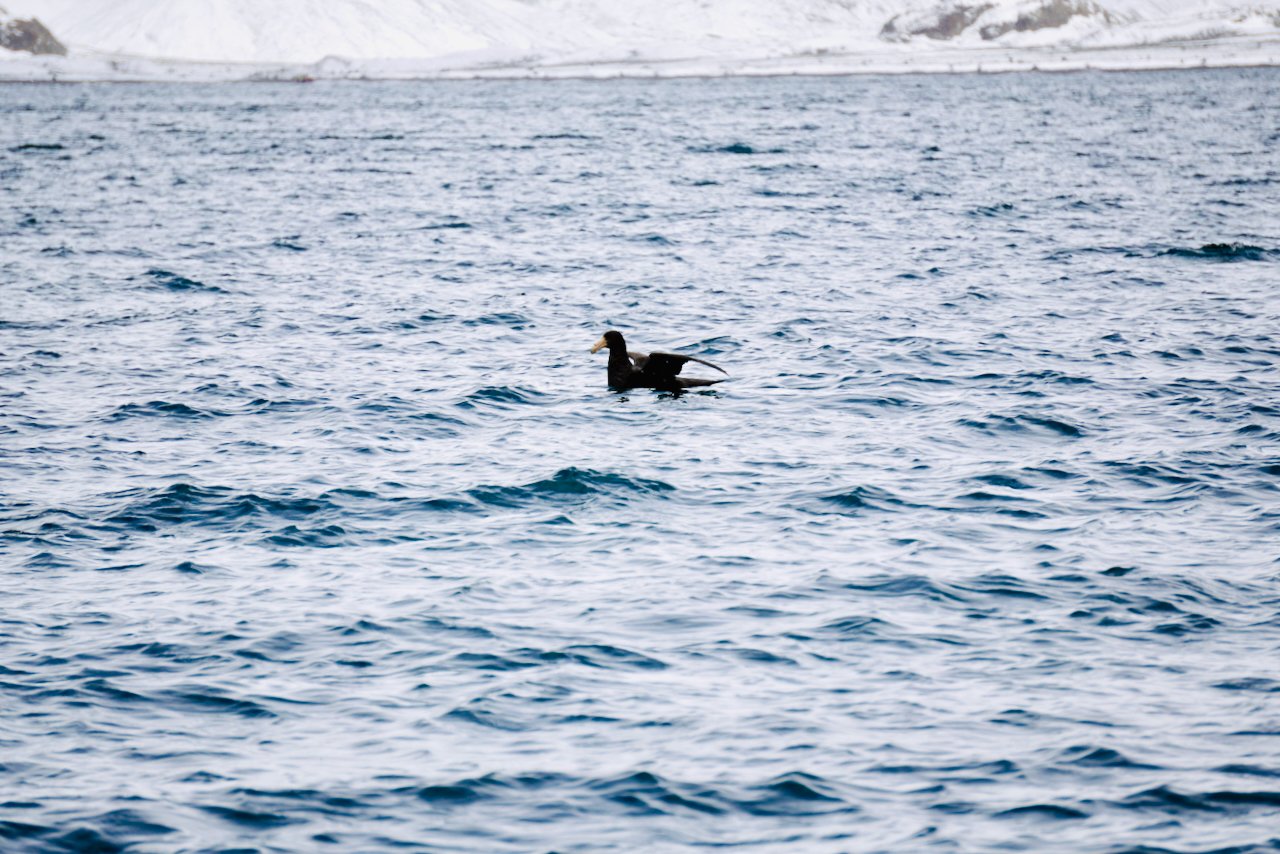 Fortuna Bay South Georgia - 16.jpeg