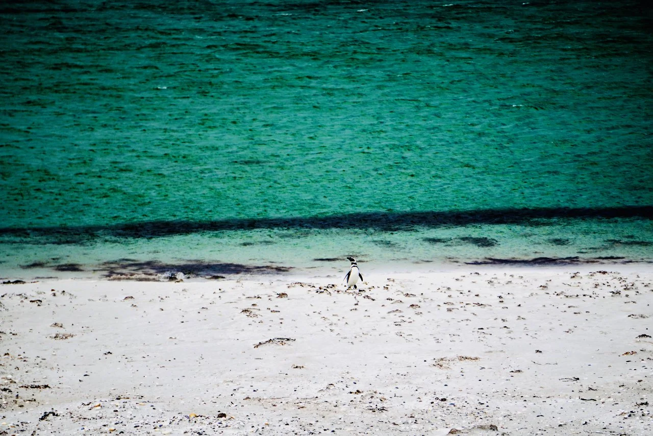 Falklands - 188.jpeg