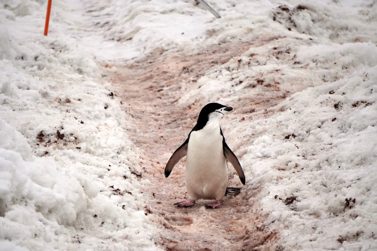 Half Moon Bay Antarctica - 93.jpeg