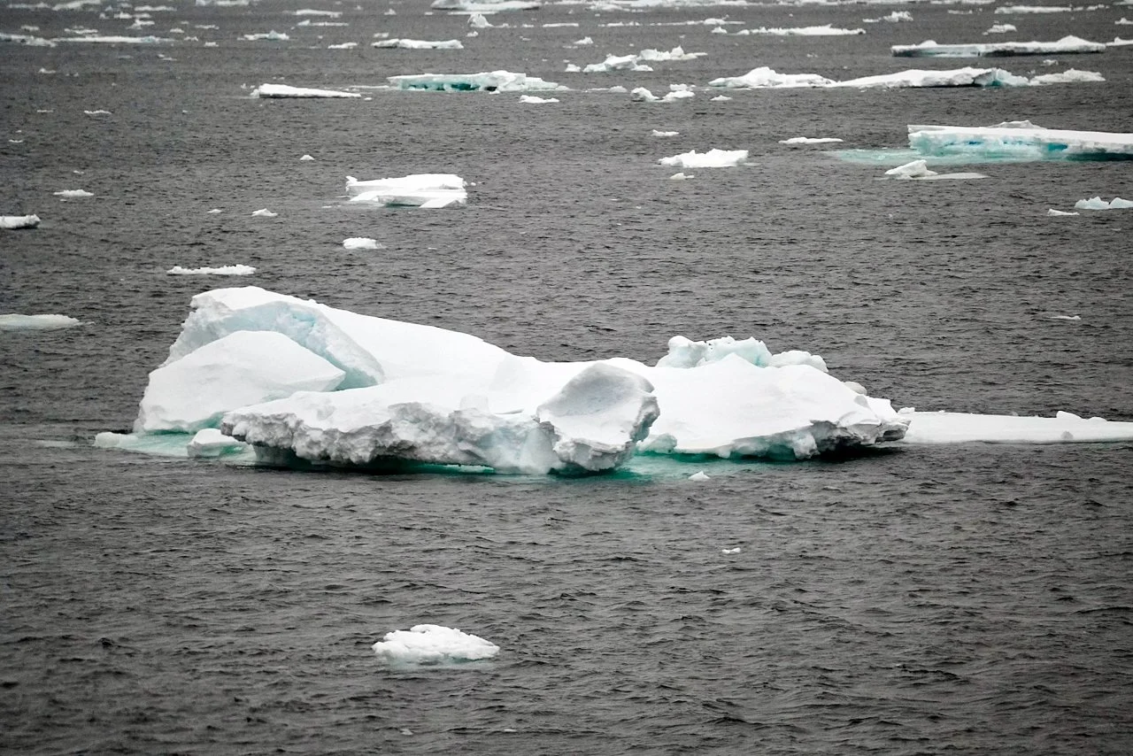 Elephant Island Sea Ice Humpback + Fin Whales - 18.jpeg