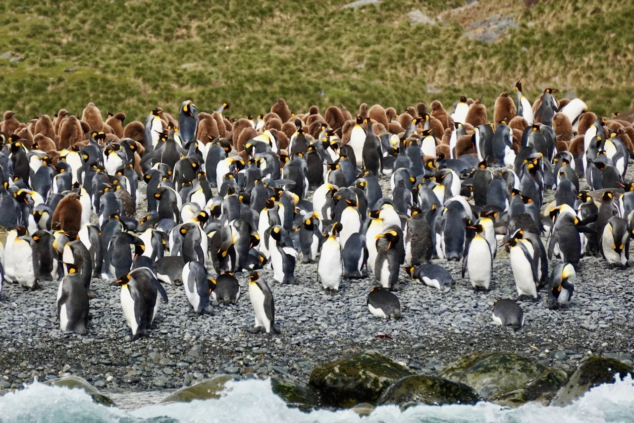 Royal Bay South Georgia - 15.jpeg