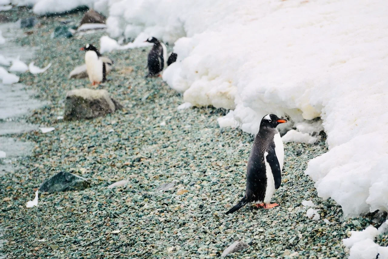 Brown Station Paradise Harbour - 70.jpeg