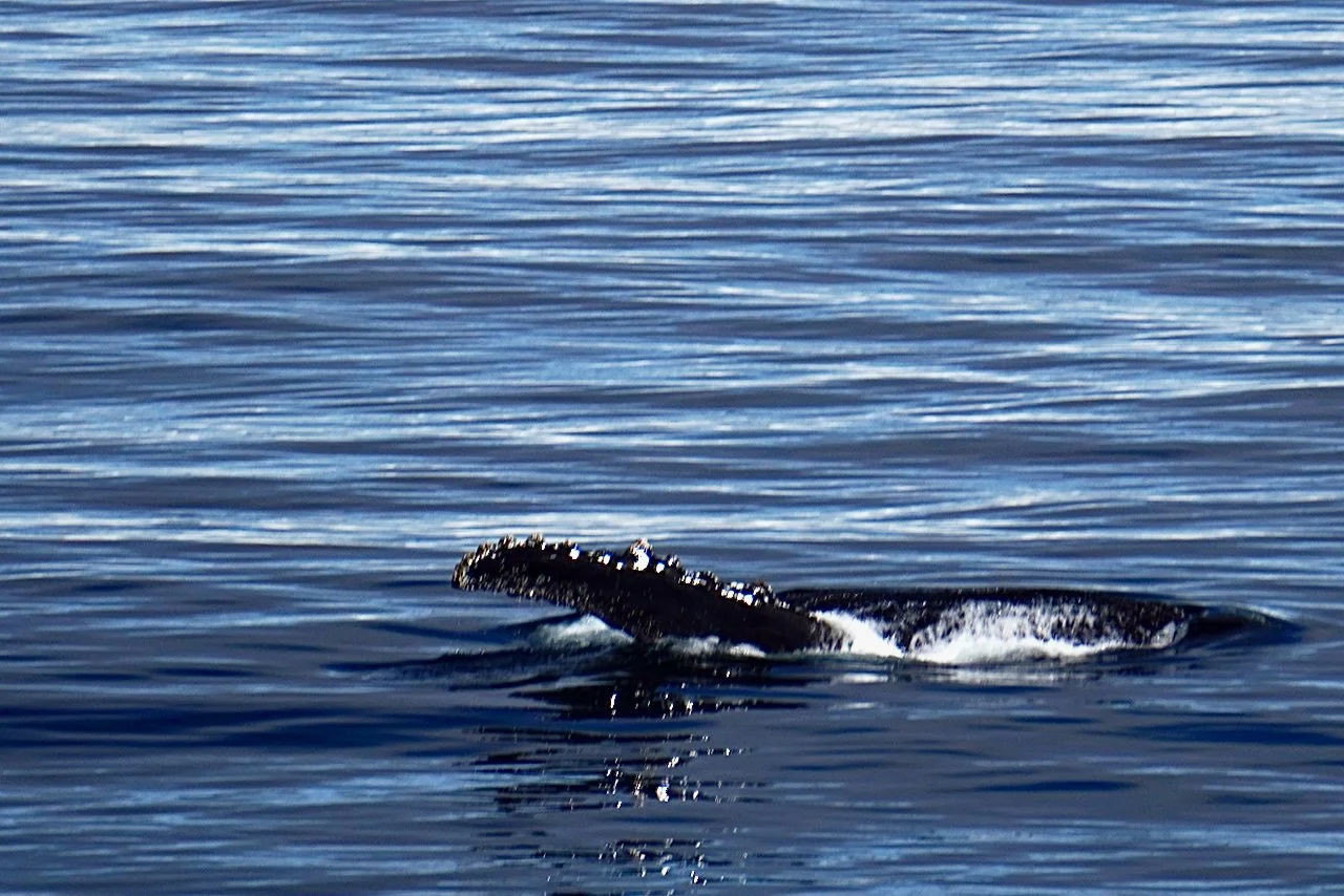 Elephant Island Sea Ice Humpback + Fin Whales - 70.jpeg