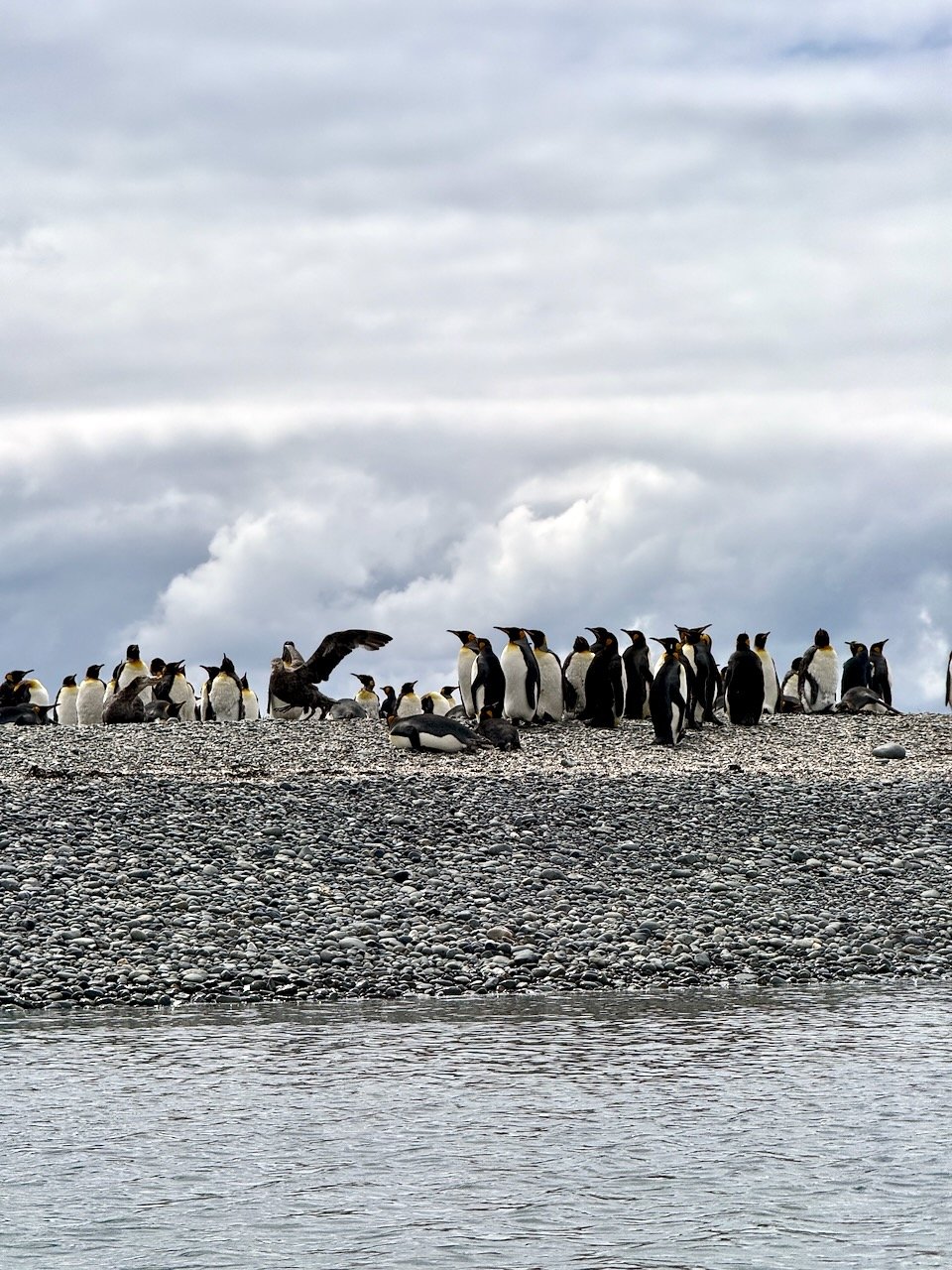 Royal Bay Kayaking iPhone - 14.jpeg