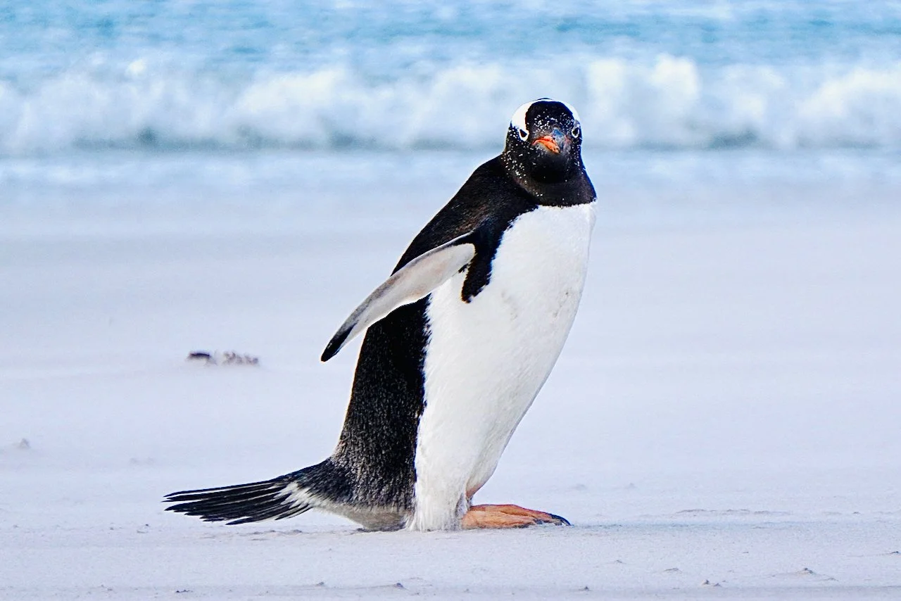 Falklands - 164.jpeg