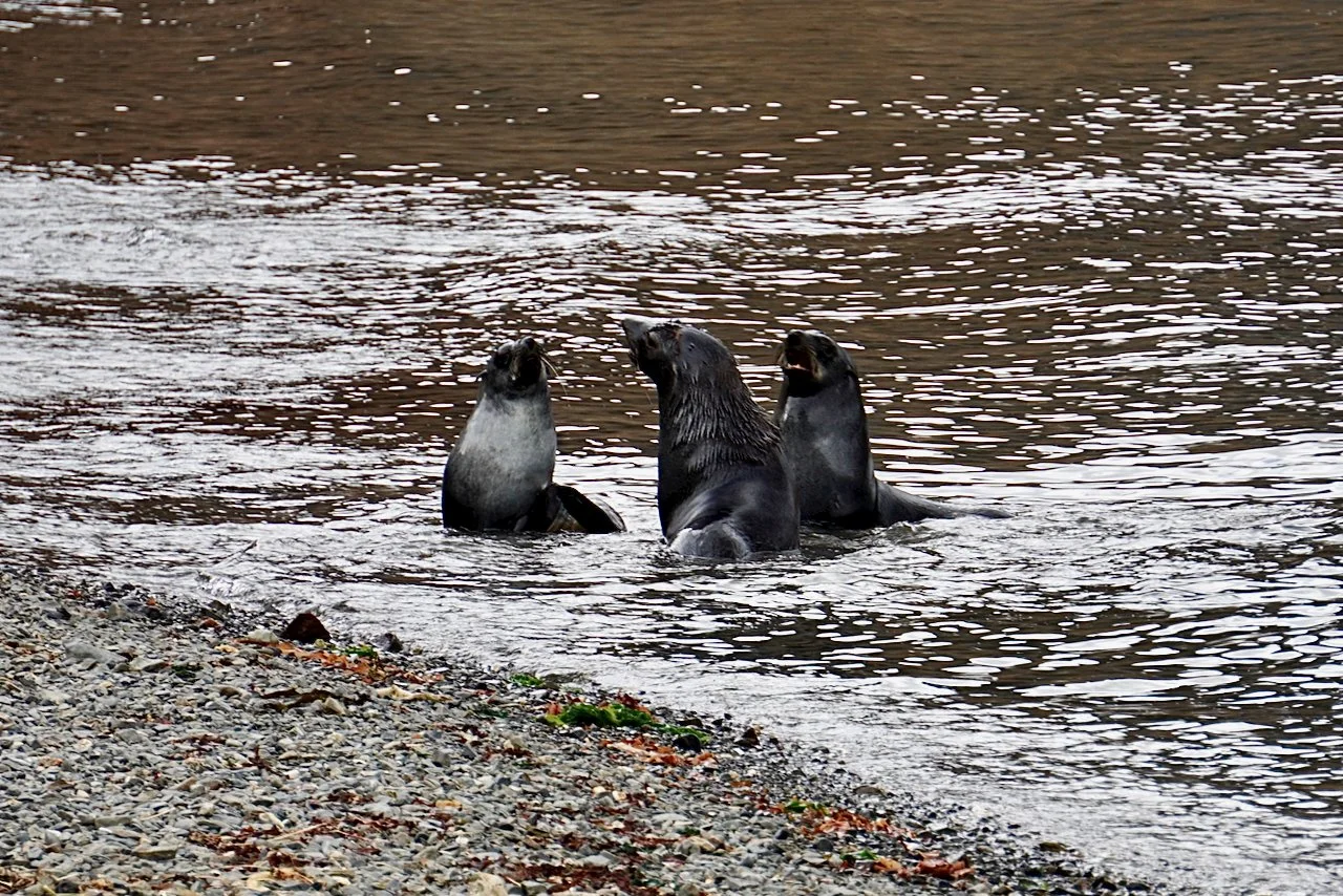 Grytviken South Georgia - 71.jpeg