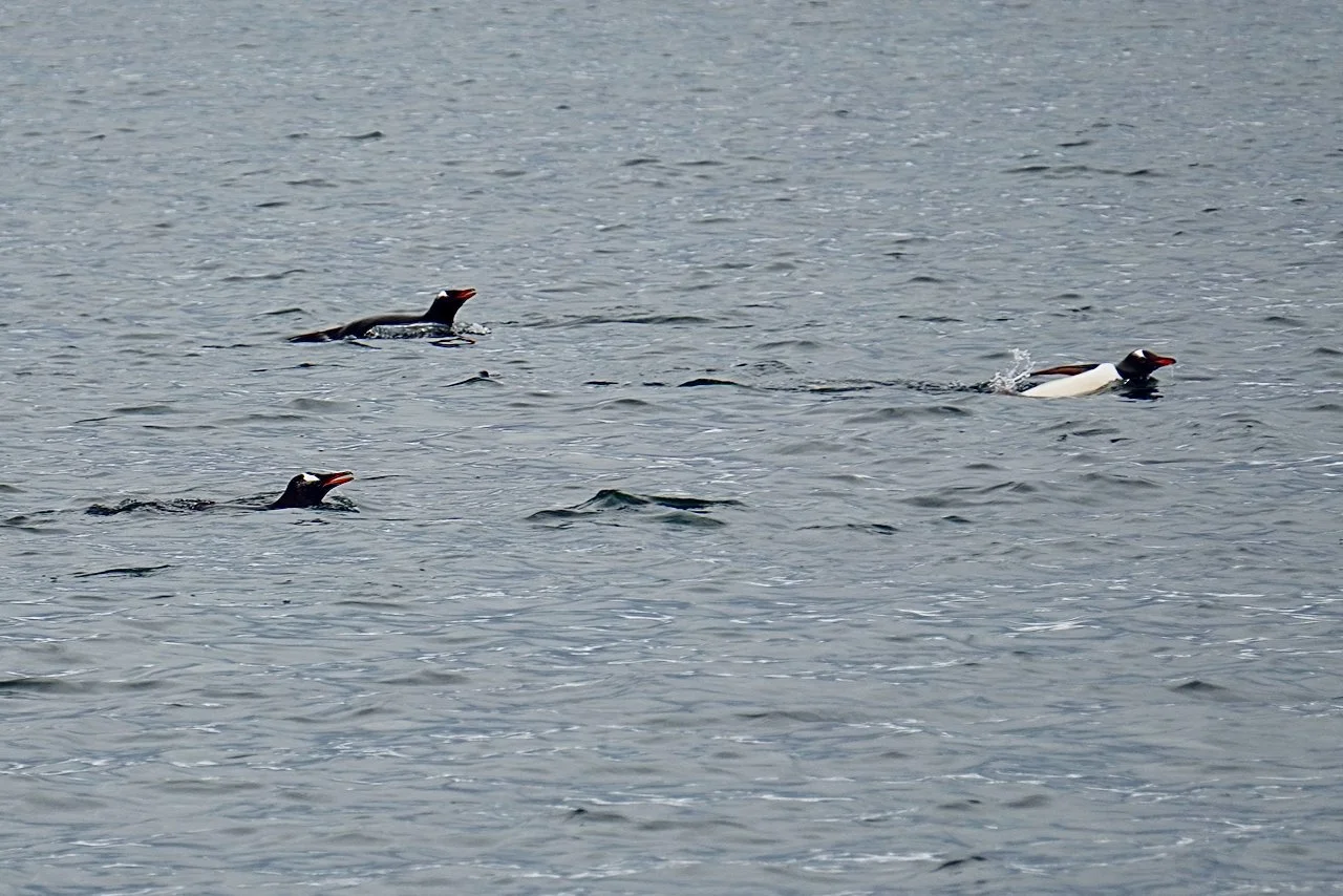 DHainaut Island Mikkelson Harbour - 83.jpeg