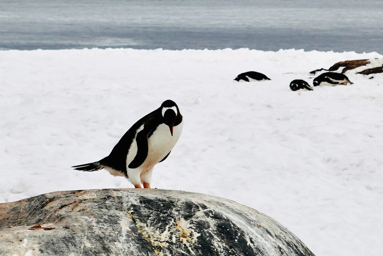 DHainaut Island Mikkelson Harbour - 61.jpeg