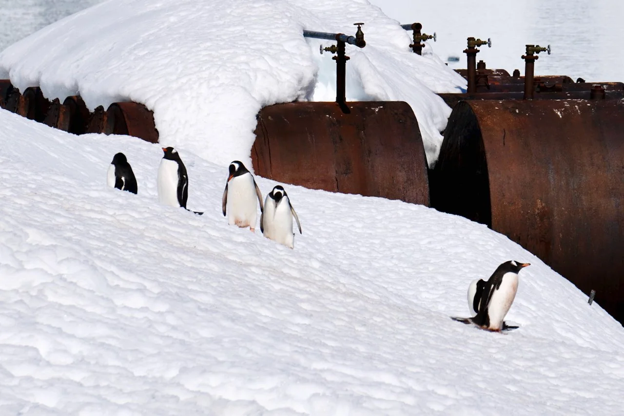 Brown Station Paradise Harbour - 37.jpeg