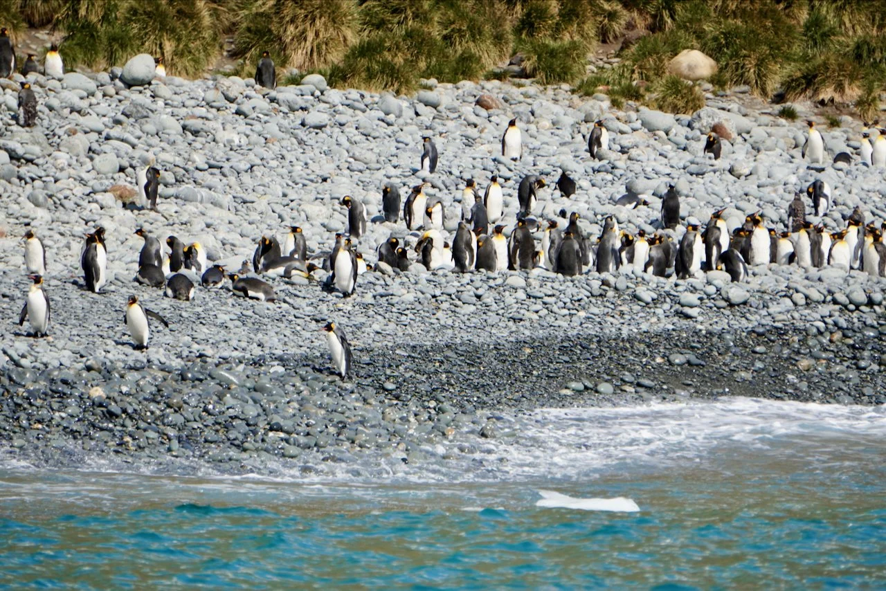 Royal Bay South Georgia - 50.jpeg