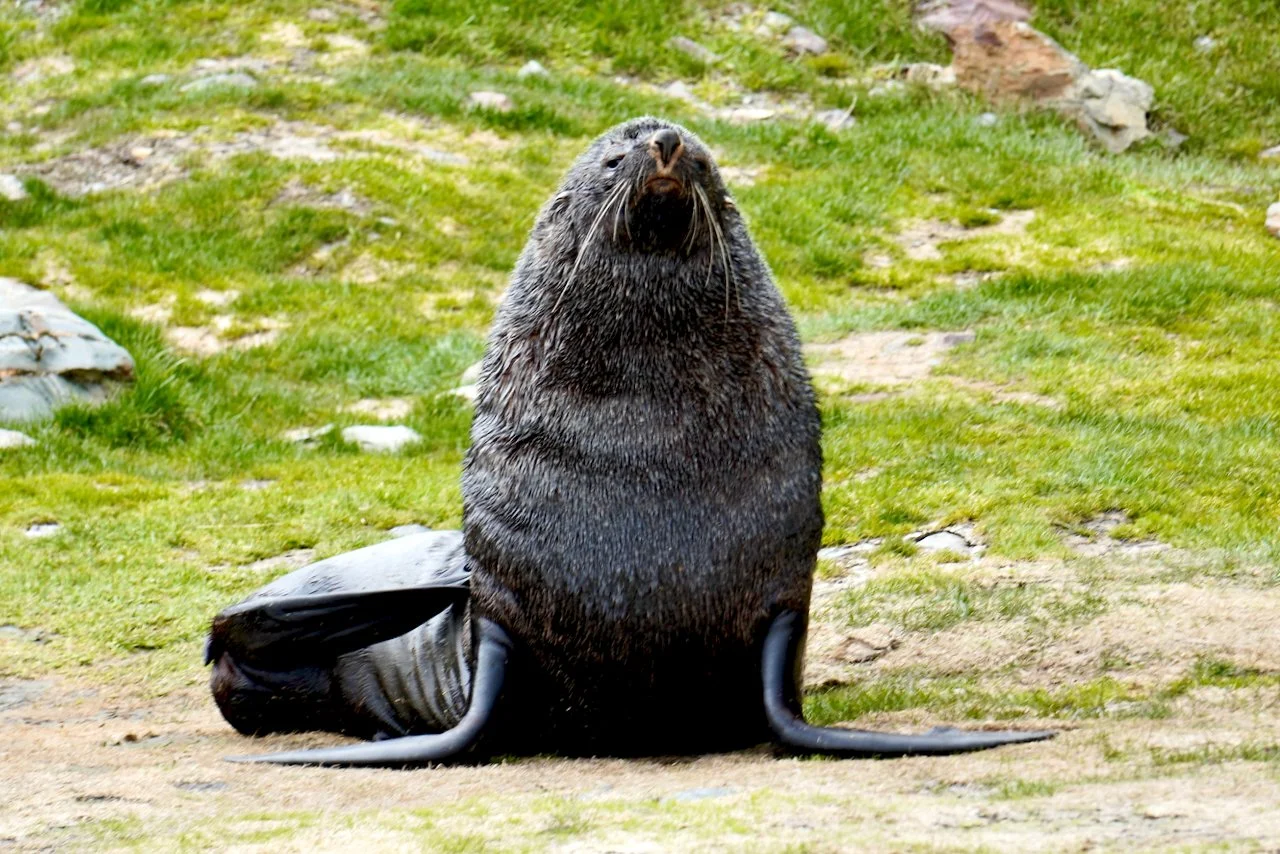 Grytviken South Georgia - 4.jpeg