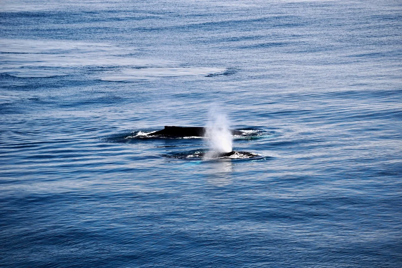 Elephant Island Sea Ice Humpback + Fin Whales - 73.jpeg