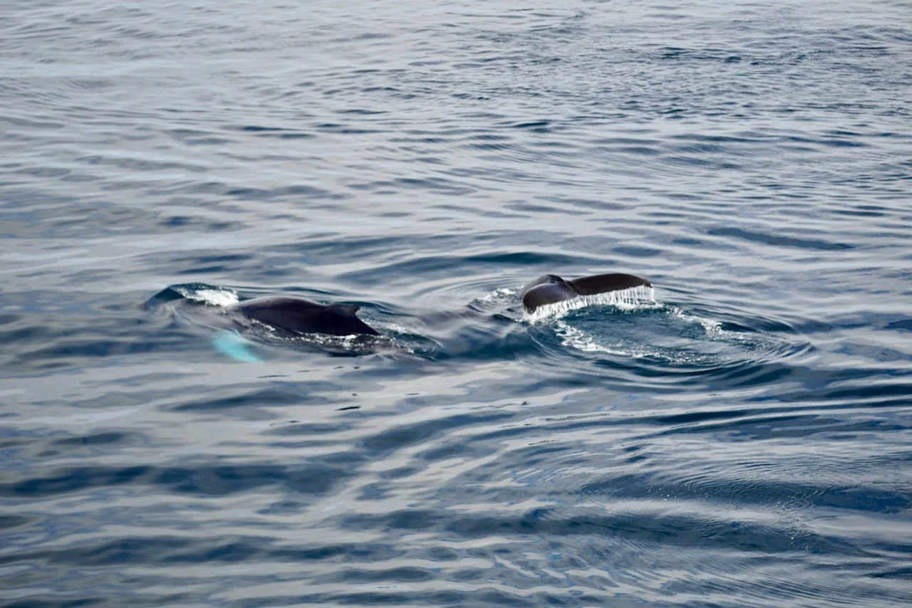 Elephant Island Sea Ice Humpback + Fin Whales - 142.jpeg