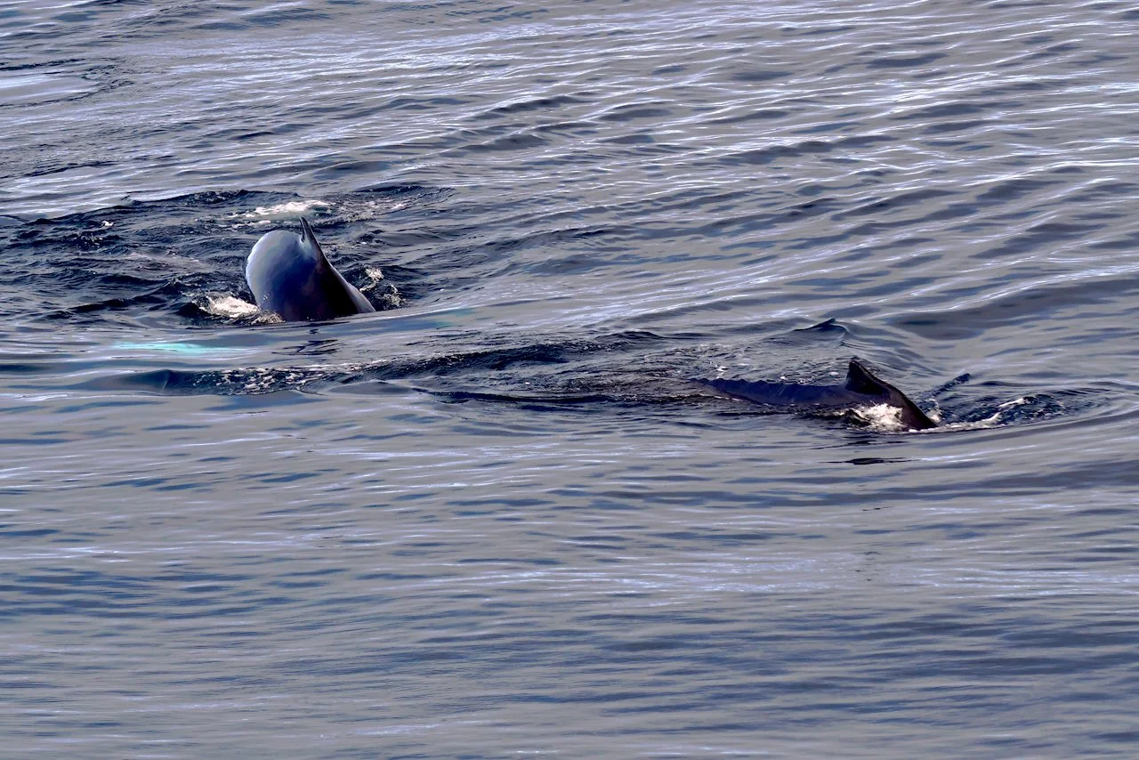 Elephant Island Sea Ice Humpback + Fin Whales - 164.jpeg