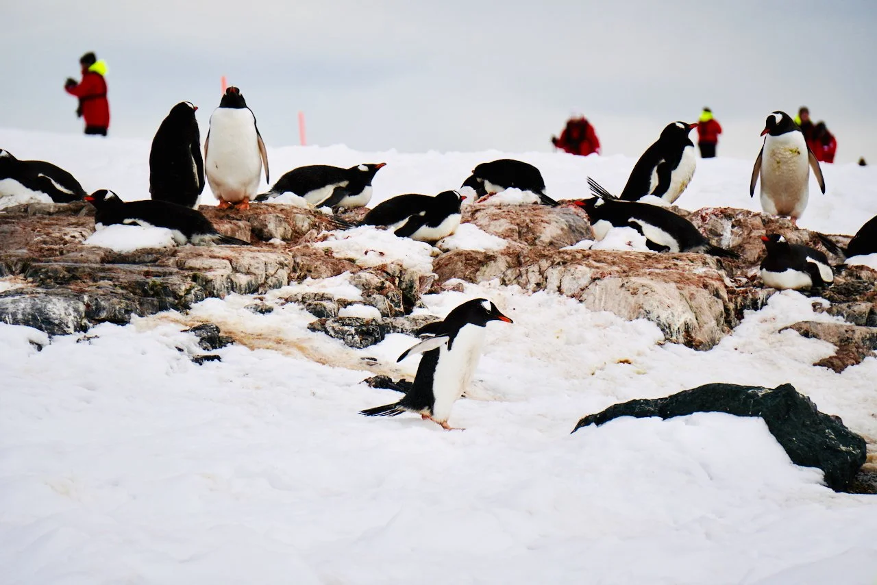 DHainaut Island Mikkelson Harbour - 93.jpeg