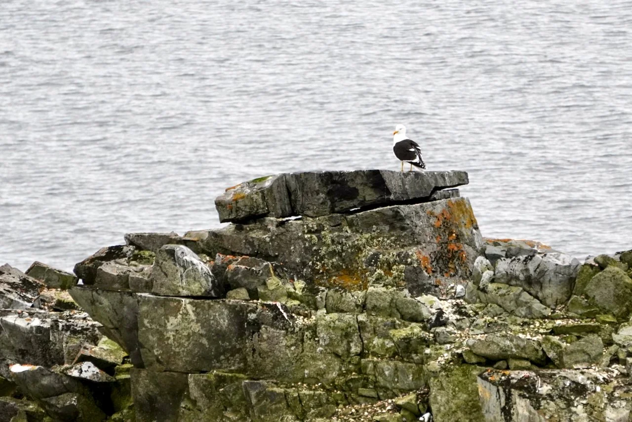 Half Moon Bay Antarctica - 55.jpeg