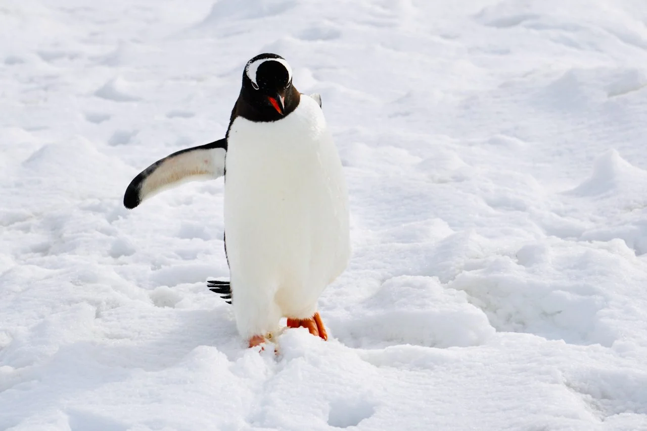 DHainaut Island Mikkelson Harbour - 22.jpeg