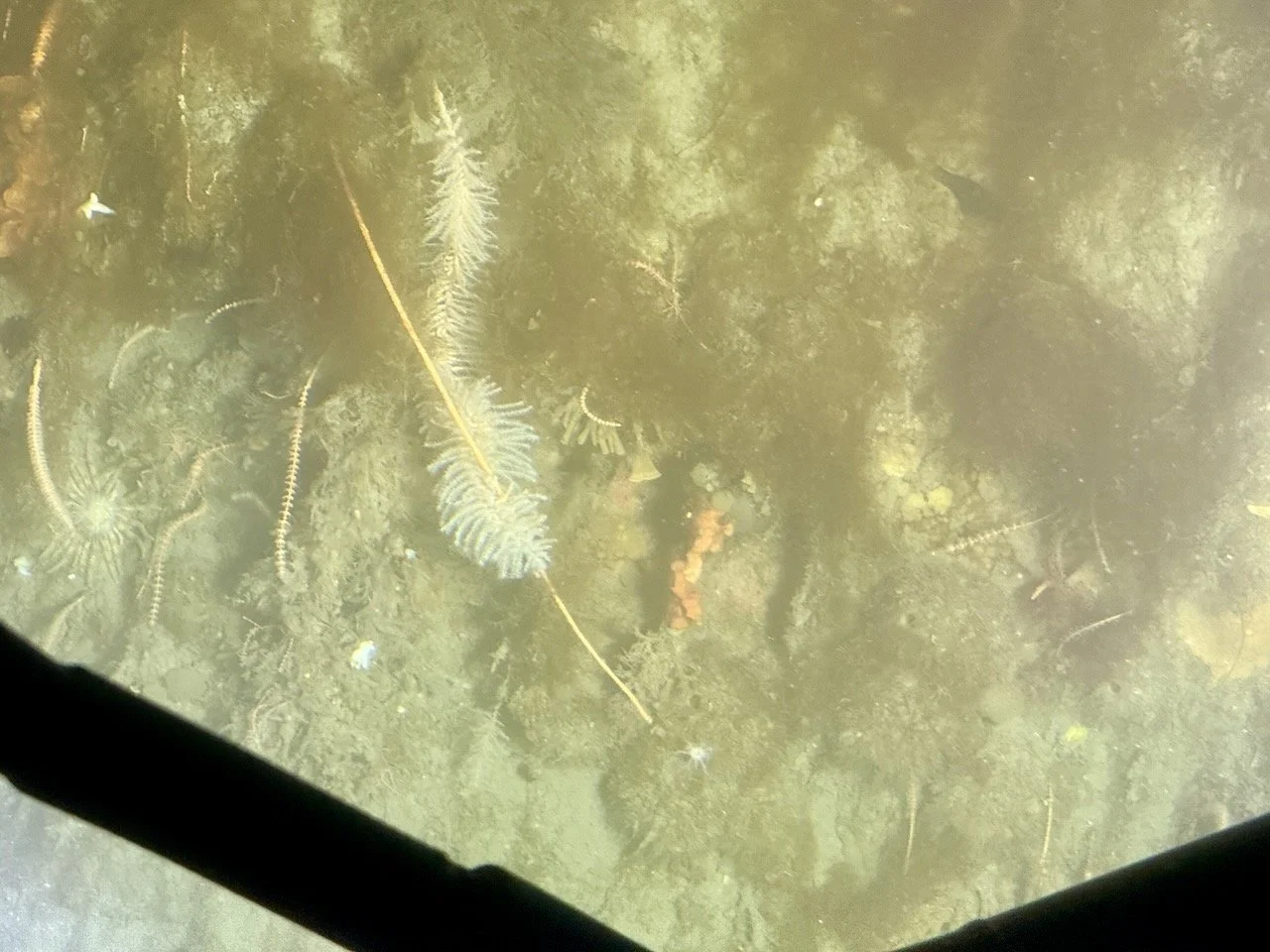 BT HALF MOON BAY - SUB - 4.jpeg