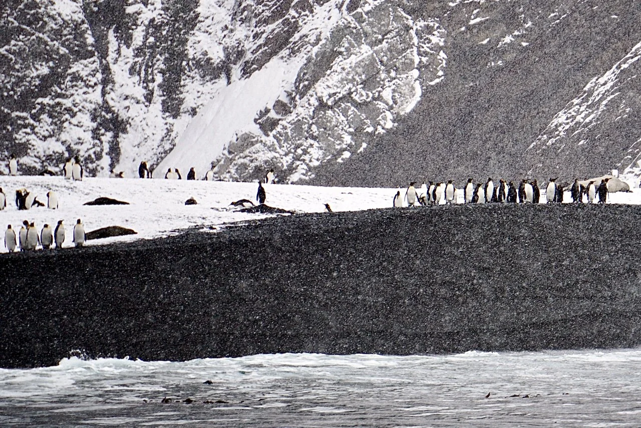 Fortuna Bay South Georgia - 9.jpeg