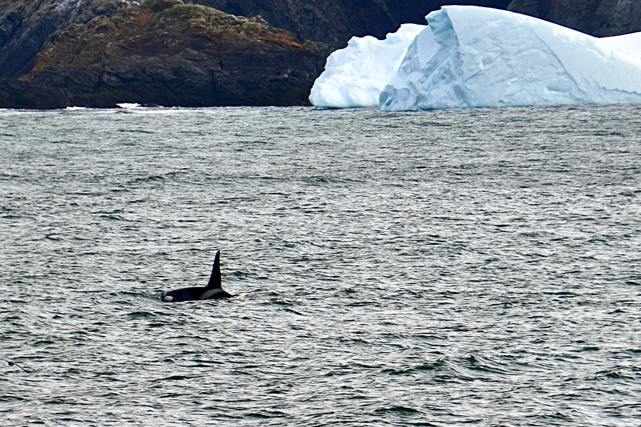 Our first orca sighting of the trip