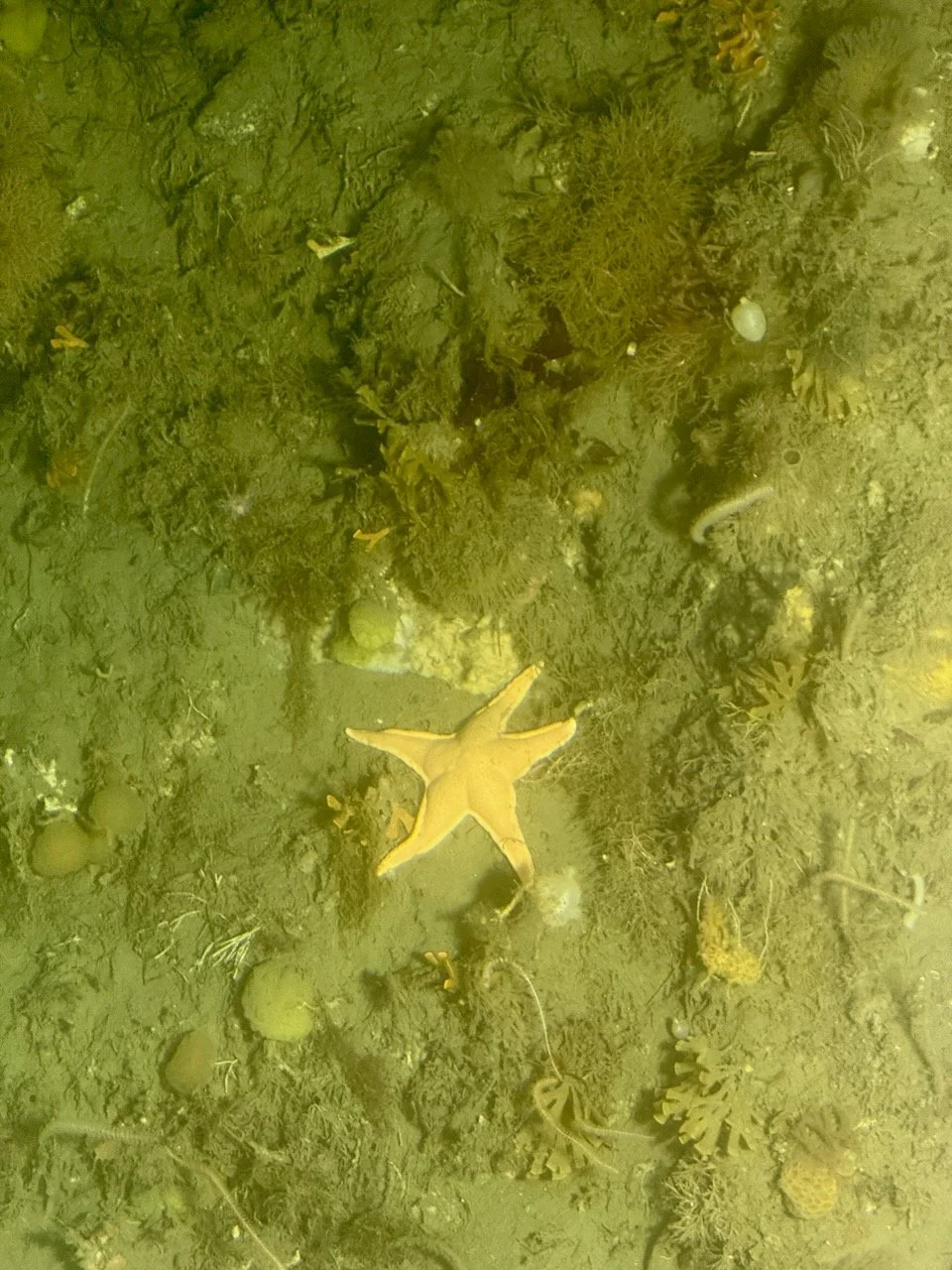 BT HALF MOON BAY - SUB - 3.jpeg