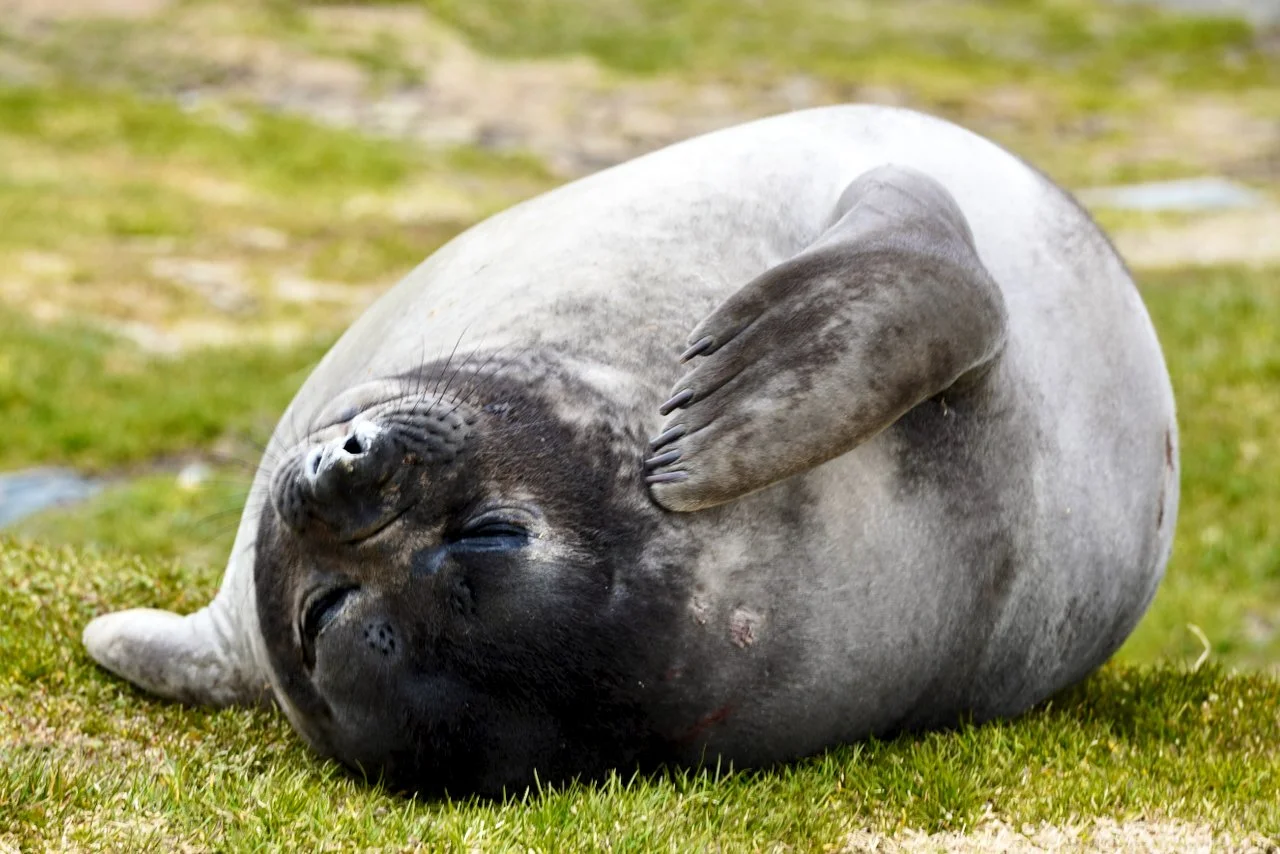 Grytviken South Georgia - 64.jpeg