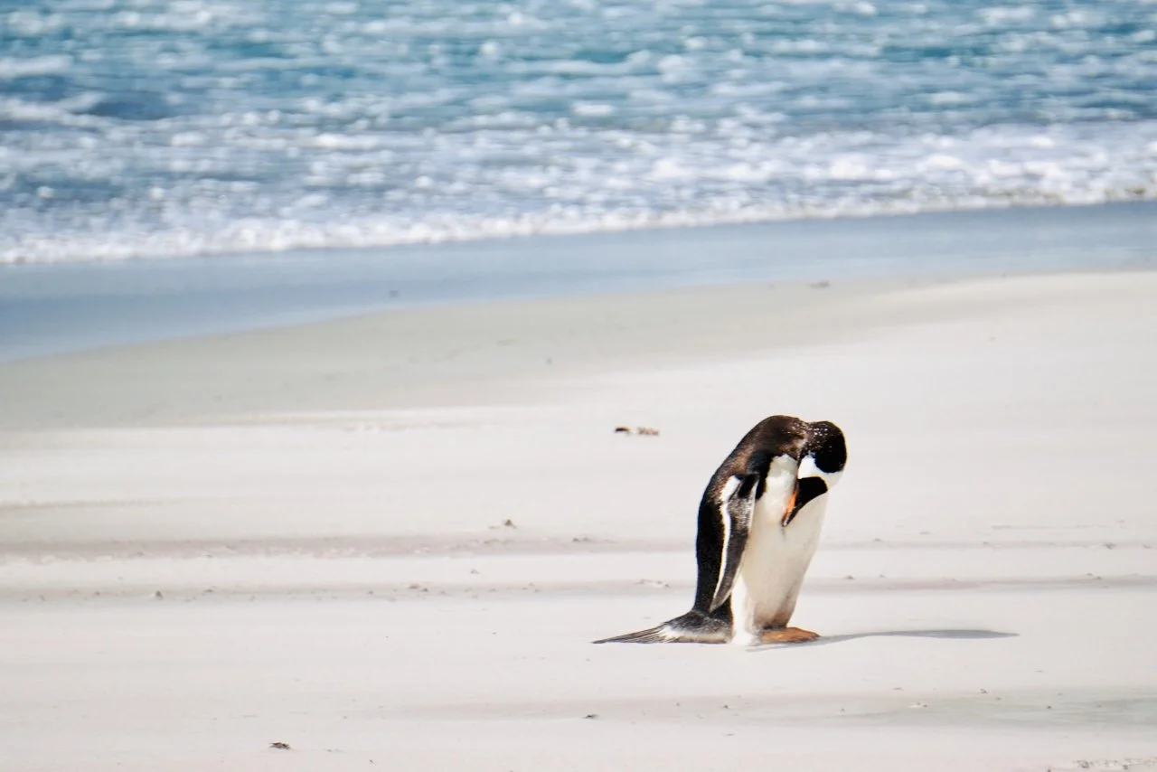 Falklands - 174.jpeg