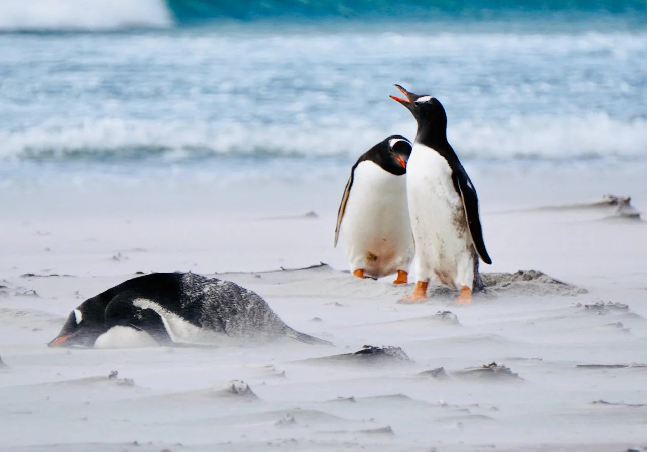 Falklands - 143.jpeg