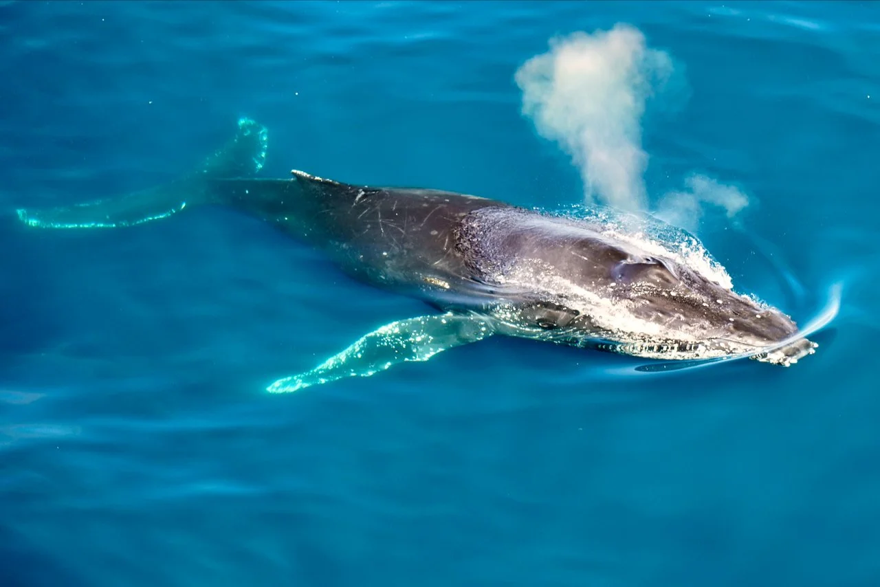 Elephant Island Sea Ice Humpback + Fin Whales - 91.jpeg