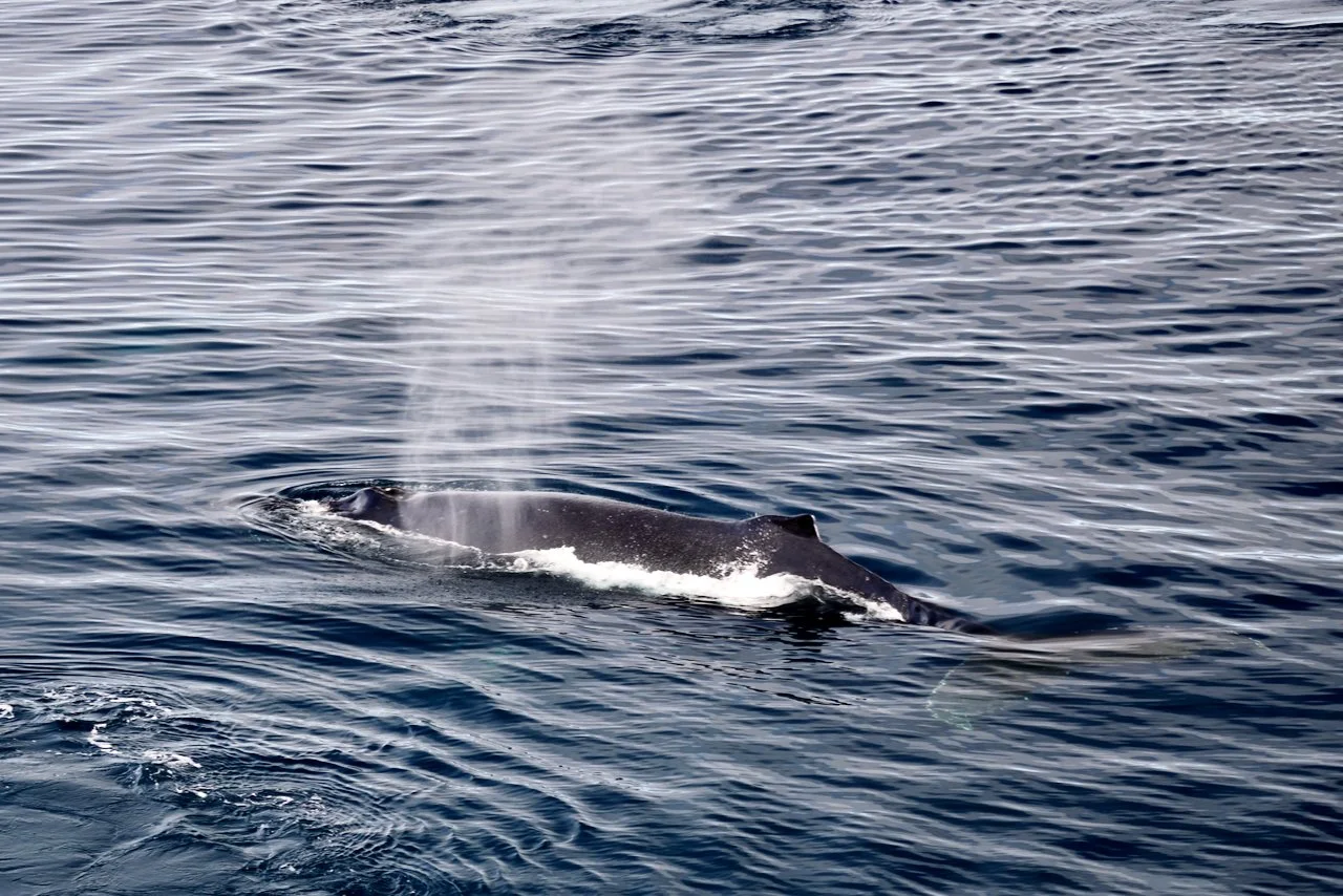 Elephant Island Sea Ice Humpback + Fin Whales - 154.jpeg