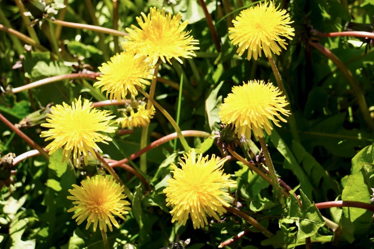 The dandelions were so big! 