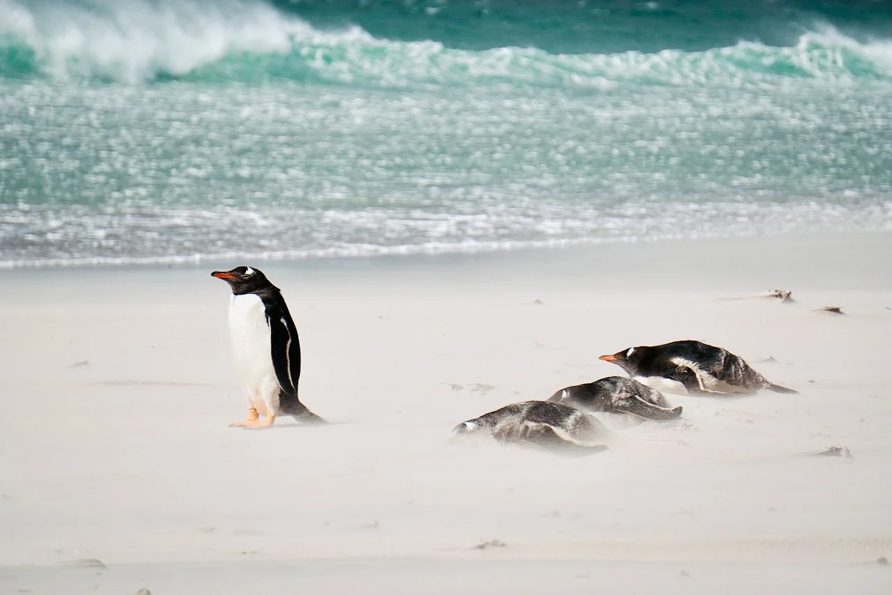 Falklands - 180.jpeg