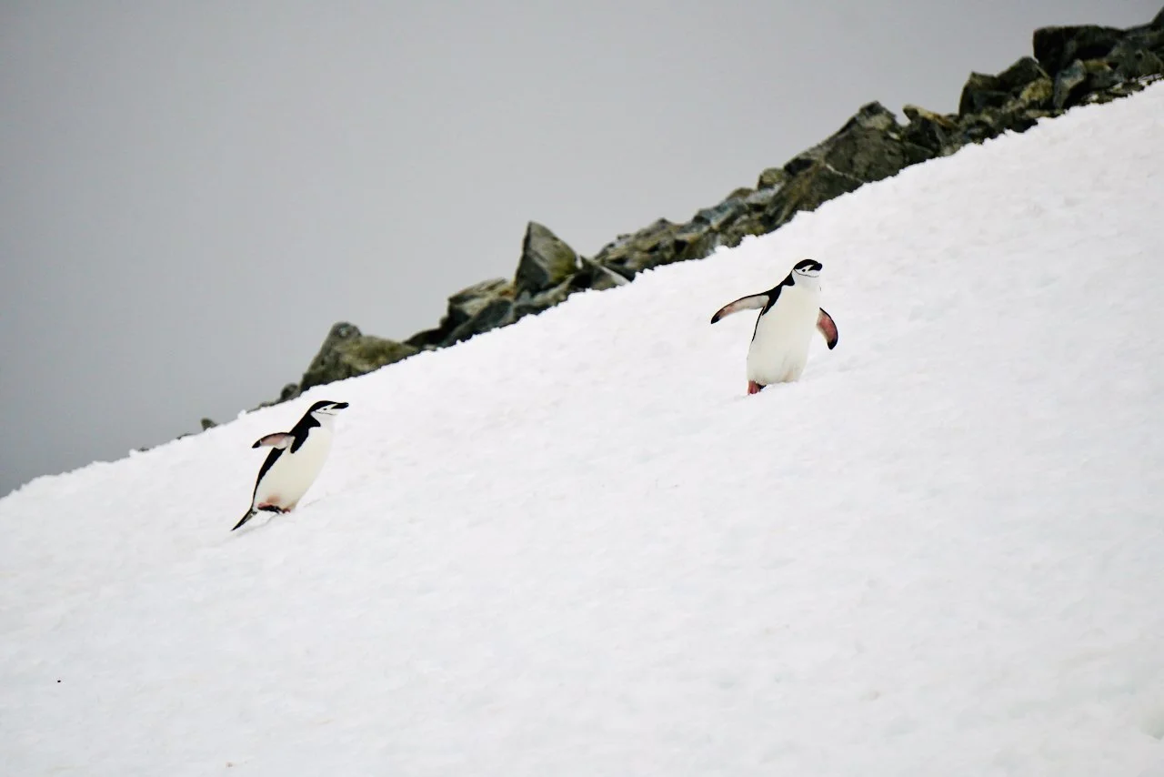 Half Moon Bay Antarctica - 66.jpeg