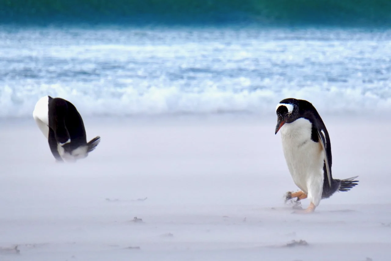 Falklands - 154.jpeg