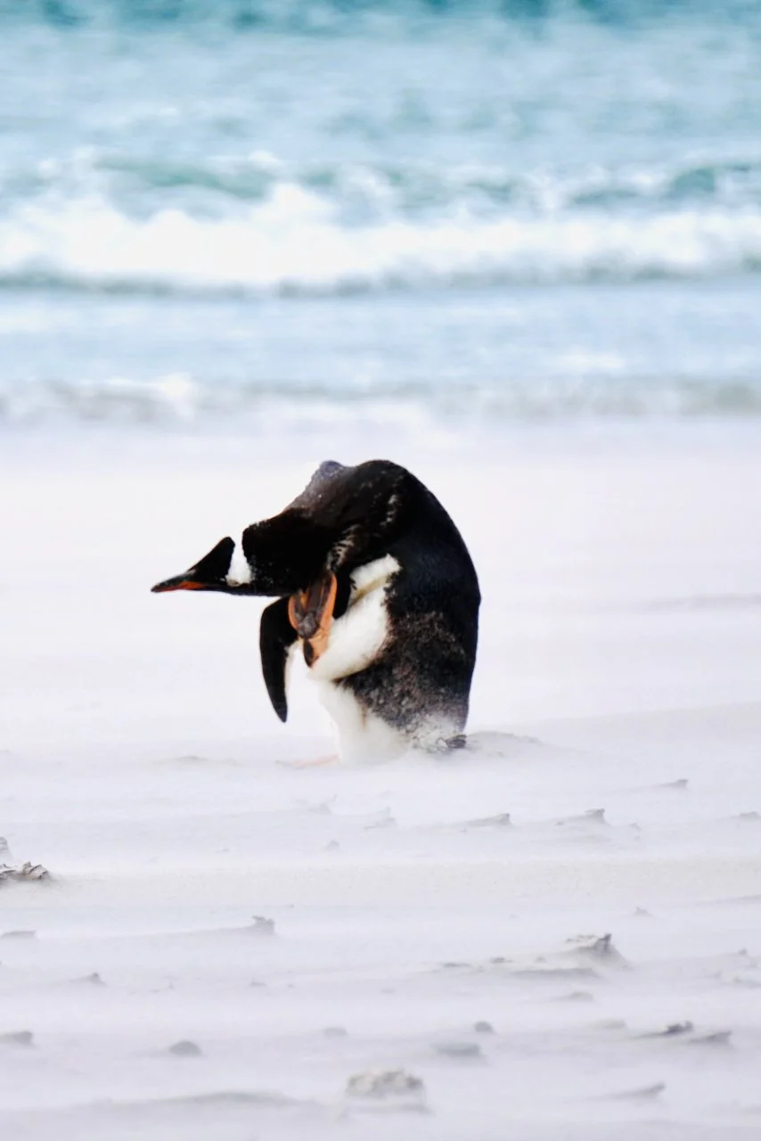 Falklands - 139.jpeg