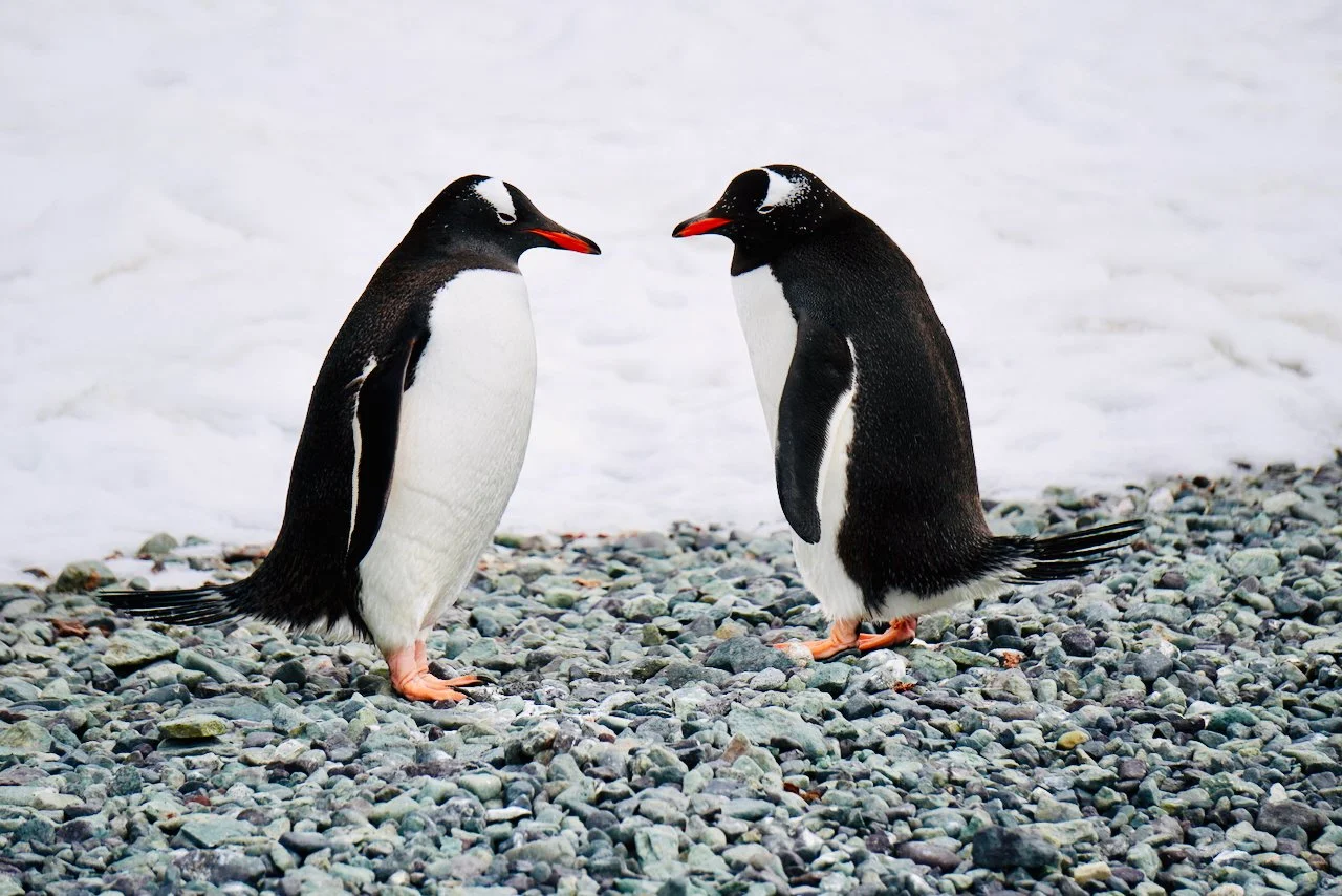 DHainaut Island Mikkelson Harbour - 109.jpeg