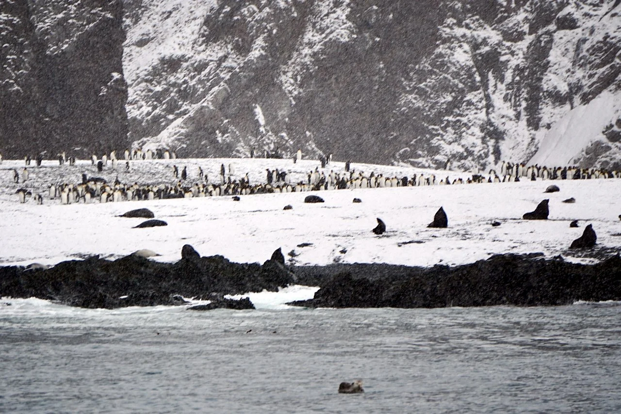 Fortuna Bay South Georgia - 5.jpeg