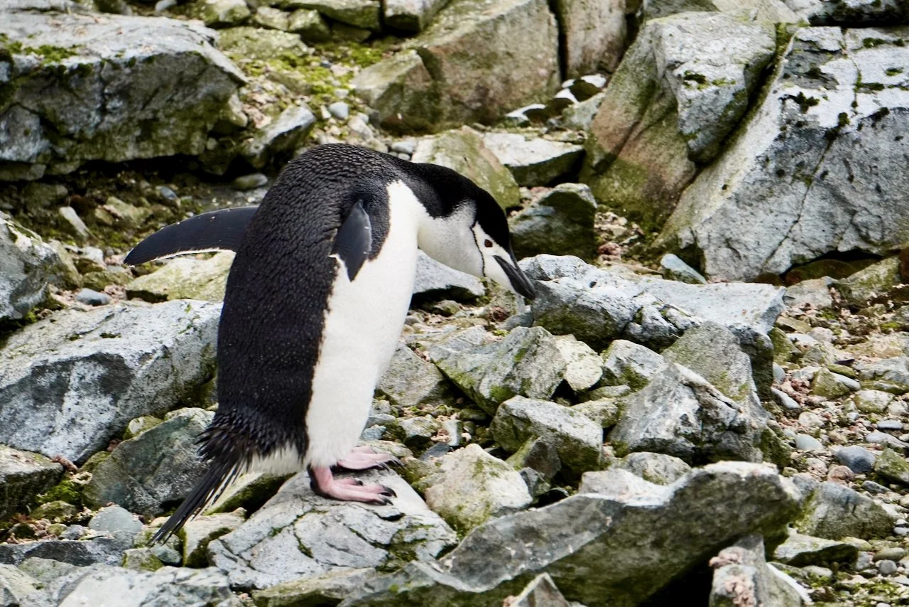 chinstrap penguin gathering pebbles for its nest