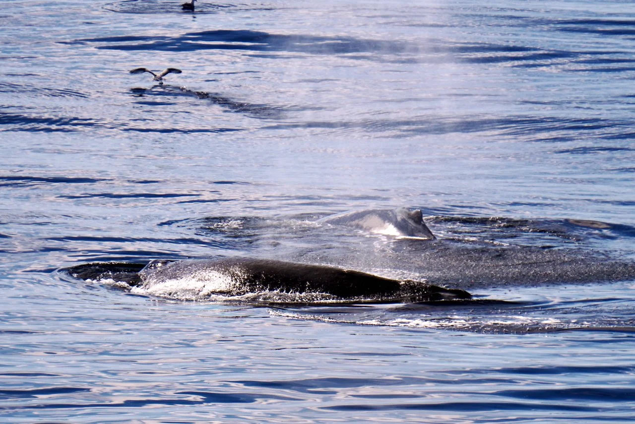 Elephant Island Sea Ice Humpback + Fin Whales - 102.jpeg